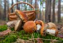 Découvrez “Le monde extraordinaire des champignons”