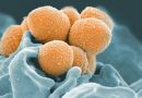 Antibiorésistance : vers des médicaments pour désarmer les bactéries