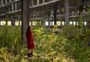Quelles plantes pour les îlots de fraîcheur ? I Reportage CNRS