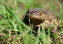 Jardins et potagers : des lieux pour cultiver des émotions positives envers les animaux sauvages