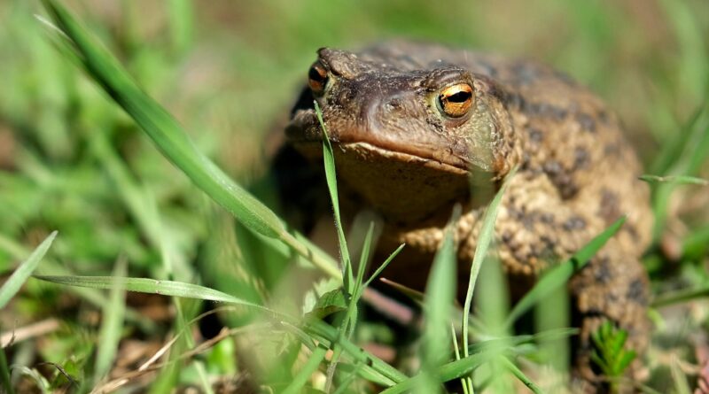 Jardins et potagers : des lieux pour cultiver des émotions positives envers les animaux sauvages