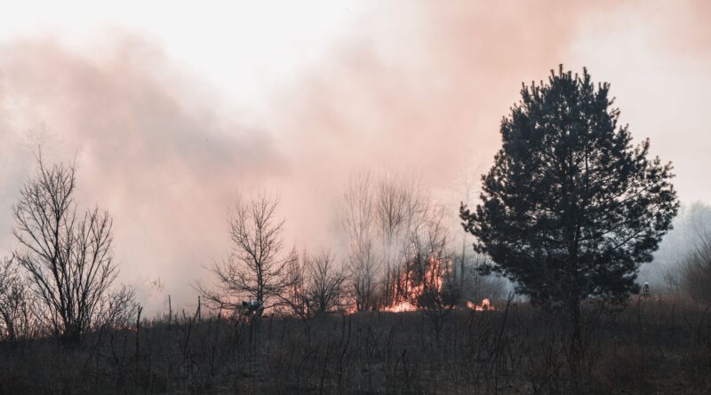 Feux de forêts : quels impacts pour la santé et l&rsquo;environnement ?