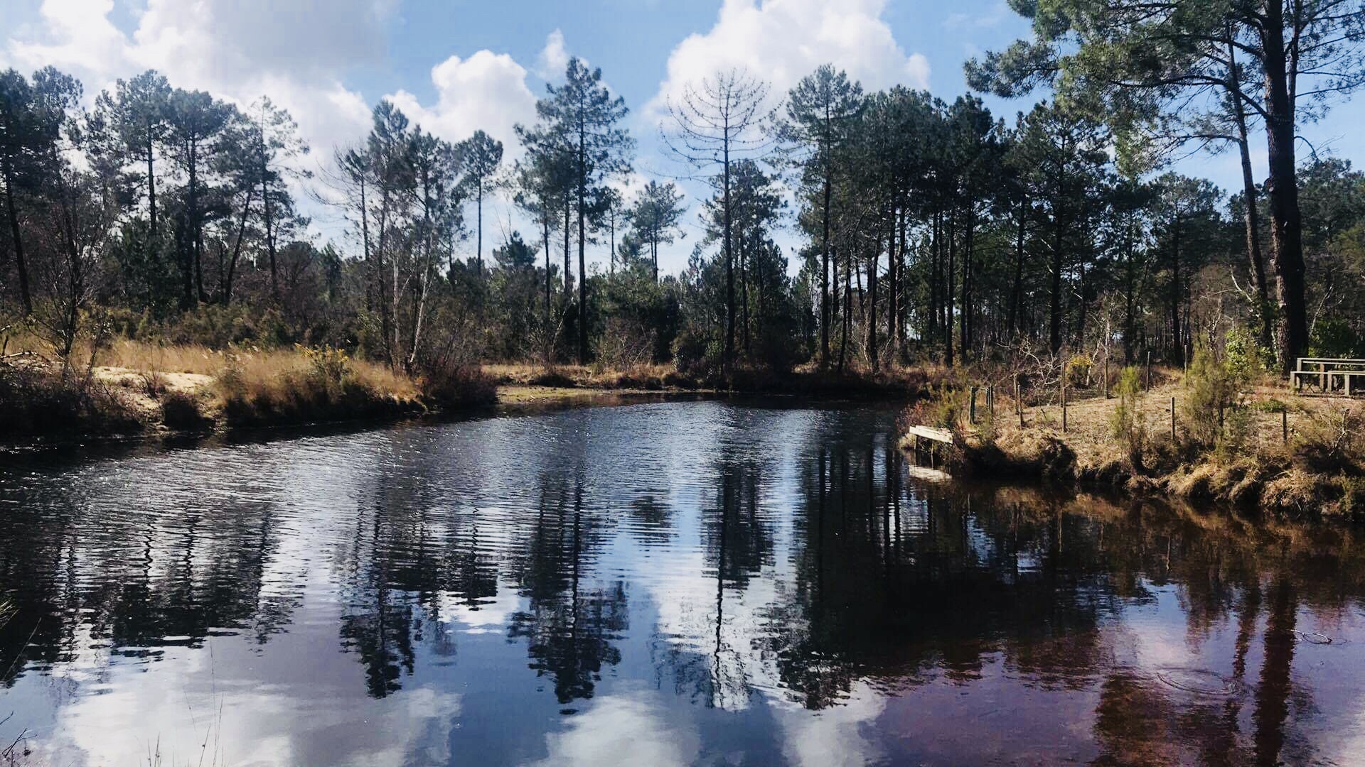 Zone Marécageuse Au Sud De La Louisiane